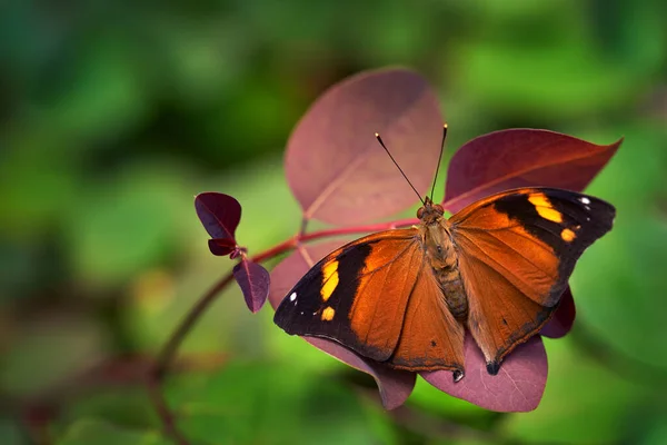 Smyrna Blomfildia Piękno Blomfild Motyl Rodziny Nymphalidae Motyl Pomarańczowy Meksyku — Zdjęcie stockowe