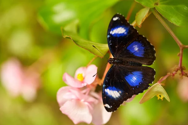 Hypolimnas Bolina Blue Moon Butterfly Madagascar Asia Australia Blue Black — Stock Photo, Image