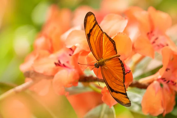 Dryas Iulia Spelled Julia Heliconian Nature Habitat Nice Insect Costa — Stock Photo, Image