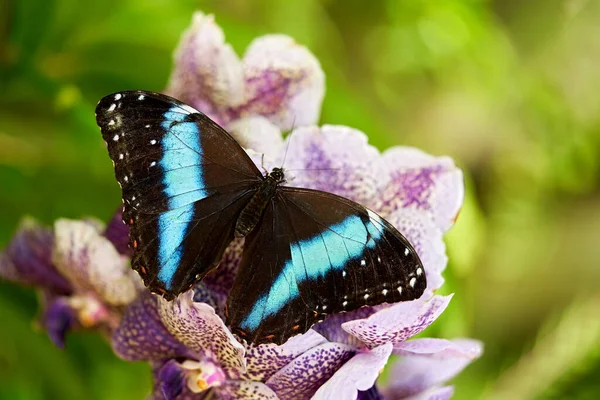 Ахілл Морфо Великий Чорний Метелик Який Сидить Рожевій Фіолетовій Орхідеї — стокове фото