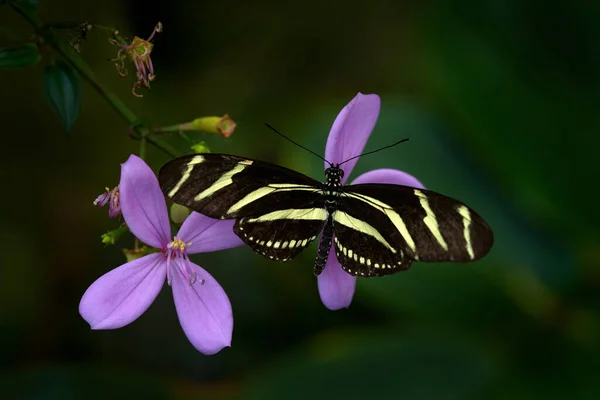 Hermosa Mariposa Zebra Longwing Heliconius Charitonius Bonito Insecto Costa Rica —  Fotos de Stock