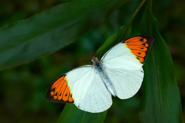 Malaysia Hebomoia Glaucippe Große Orangenspitze Schmetterling Aus Der Familie Der — Stockfoto