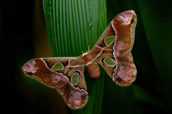 Rothschildia Lebeau Moth Butterfly Tropic Mountain Forest Night Yucatan Mexico — Stock Photo, Image