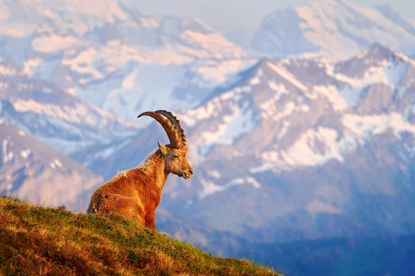 Svájci Vadvilág Ibex Capra Ibex Szarvas Alpesi Állat Sziklákkal Háttérben — Stock Fotó