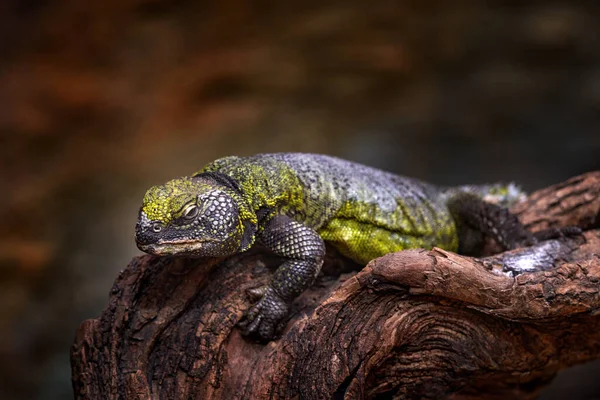 Uromastyx Acanthinura North African Mastigure North African Spiny Tailed Lizard — Stock Photo, Image