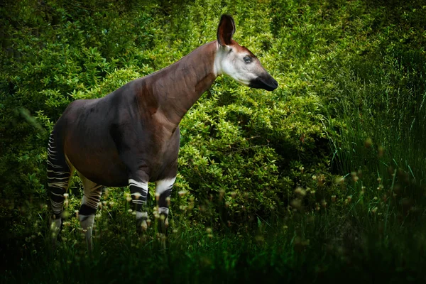 Okapi Okapia Johnstoni Brun Sällsynt Skogsgiraff Den Mörkgröna Skogsmiljön Stort — Stockfoto