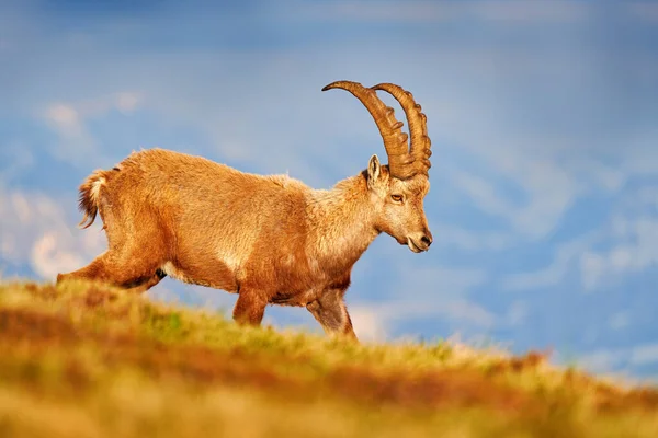 Dzika Przyroda Szwajcarii Ibex Capra Ibex Rogate Alpejskie Zwierzę Skałami — Zdjęcie stockowe