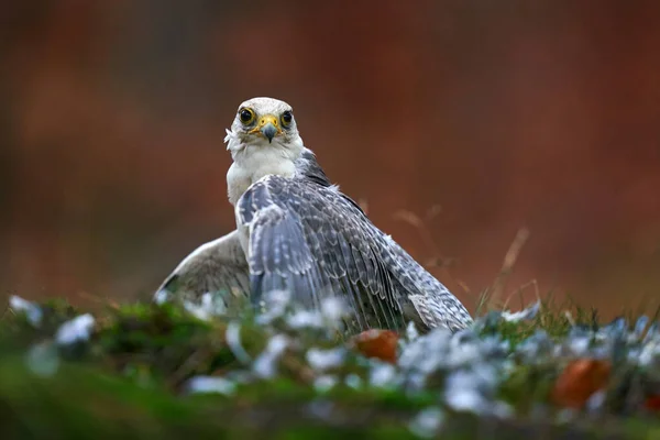 Дика Природа Поведінка Пташиного Харчування Lanner Falcon Falco Biarmicus Рідкісний — стокове фото