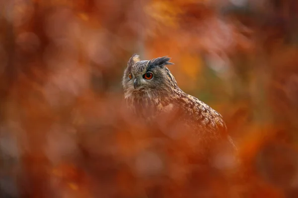 Осенняя Дикая Природа Сова Евразийского Орла Бубо Бубо Сидит Пне — стоковое фото