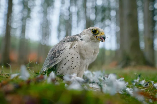 Дикая Природа Кормление Птиц Lanner Falcon Falco Biarmicus Редкая Хищная — стоковое фото