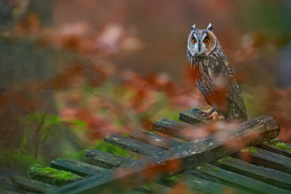 Autumn Wildlife Owl Forest Wooden Cut Fence Asio Otus Long — 스톡 사진