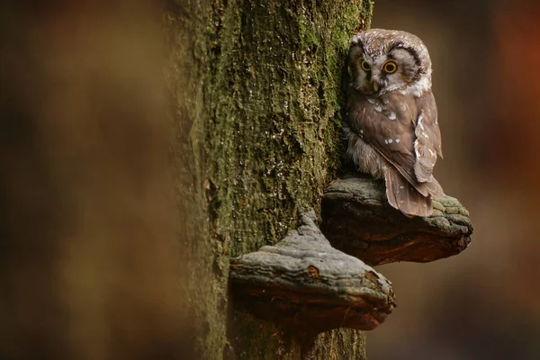 フクロウは木の上の多孔質真菌に座っている 退屈フクロウ エゴリウス葬儀は 森林生息地の古い木の幹に座っています ドイツ ヨーロッパでの野生生物の性質 かわいいフクロウ — ストック写真