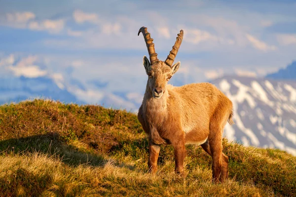 Switzerland Wildlife Ibex Capra Ibex Horned Alpine Animal Rocks Background — Stock Photo, Image