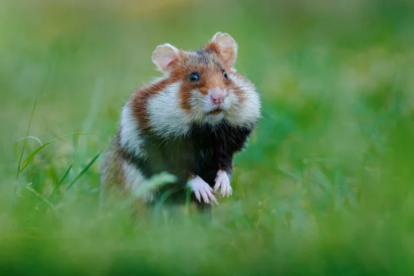 Avrupa Hamsterı Cricetus Cricetus Viyana Avusturya Çayır Çimlerinde Kahverengi Beyaz — Stok fotoğraf