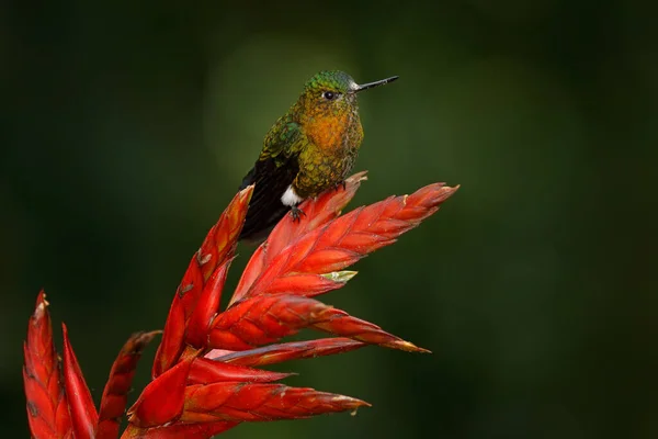 Golden Breasted Puffleg Eriocnemis Mosquera Hummingbird Red Flower Bloom Dar — Stock Photo, Image