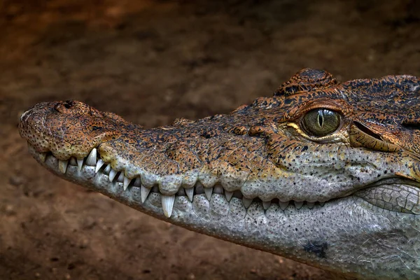 Fülöp Szigeteki Krokodil Crocodylus Mindorensis Viszonylag Kis Édesvízi Krokodilfaj Részlet — Stock Fotó