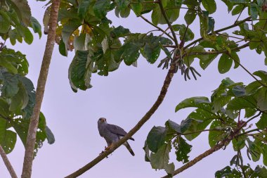 Gabar Goshawk, Micronisus Gabar, Chobe NP 'deki yırtıcı bitler, Afrika' daki Botswana.
