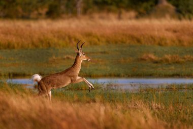 Güney Reedbuck, Redunca Arundinum, Diurnal Antiloplar, Botswana 'daki Khwai Nehri' nde suyun üstüne atlarlar. Afrika 'da vahşi yaşam. Doğada reedbuck, çimlerde mammla.
