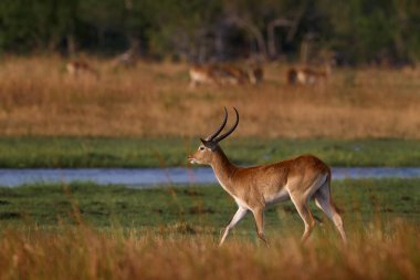 Afrika 'da vahşi yaşam. Doğada sazan balığı, çimlerde memeli. Güney Reedbuck, Redunca Arundinum, Diurnal Antilopları, Botswana 'daki Khwai Nehri' nde suyun üstüne atlarlar.. 