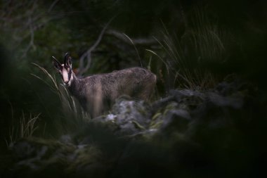Çek yaban hayatı. Chamois, Rupicapra rupicapra, kayalık tepede, arka planda orman, Studenc Hill, Çek Cumhuriyeti. Boynuzlu hayvanlı vahşi yaşam sahnesi, Chamois. Hayvanlarla dolu orman manzarası.