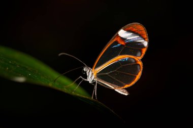 Nero Glasswing, Greta nero, yeşil yaprakların üzerindeki saydam cam kanat kelebeğinin yakın plan portresi. Gecenin bir böceği. Kosta Rika, Tropikal Orman Sahnesi.