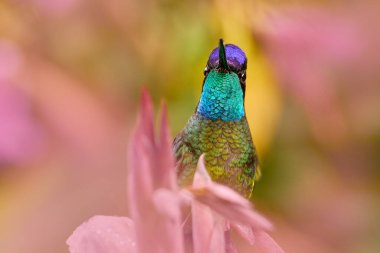 Talamanca sinekkuşu, Eugenes spektabilis, arka planda yeşil orman, Savegre dağları, Kosta Rika 'nın güzel turuncu çiçeğinin yanında uçuyor. Kosta Rika doğası. Yaban hayatında kuş uçar.