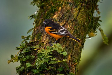 Kosta Rika 'da kuş gözlemciliği. Baltimore Oriole, Icterus galbula, yeşil yosun dalında oturan turuncu kuş. Doğal ortamında tropik bir kuş. Kosta Rika 'da vahşi yaşam.