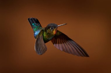 Vahşi yaşam, tropikal ormandan aksiyon sahnesi. Ateşli boğazlı sinekkuşu, Panterpe sembolü, güzel pembe çiçeğin yanında uçuyor, Savegre, Kosta Rika. Kuş uçuşu, nektar emiyor.. 