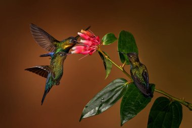 Tropikal ormandan vahşi yaşam emme sahnesi. Ateşli boğazlı sinekkuşu, Panterpe sembolü, güzel pembe çiçeğin yanında uçuyor, Savegre, Kosta Rika. Çiçekli kuş, nektar emiyor.. 