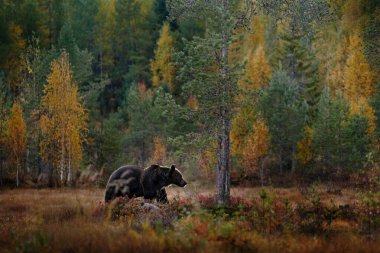 Sonbahar yaban hayatı, Avrupa 'da doğa. Ayı turuncu kırmızı ormanda yürür. Ayılı sonbahar ağaçları. Güzel kahverengi ayı sonbahar renkleriyle gölün etrafında yürüyor..
