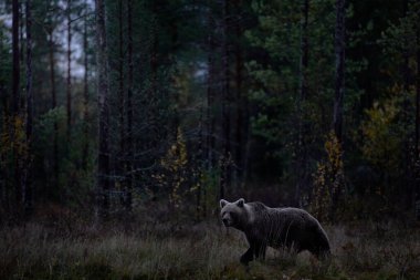 Geceleri vahşi yaşam. Kahverengi ayı karanlık gece ormanında yürüyor. Tayga ve çayır habitatlarında tehlikeli bir hayvan. Finlandiya 'dan Rusya sınırına yakın bir vahşi yaşam sahnesi. 