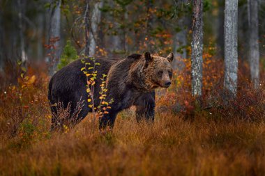 Sonbahar yaban hayatı, Avrupa 'da doğa. Ayı turuncu kırmızı ormanda yürür. Ayılı sonbahar ağaçları. Güzel kahverengi ayı sonbahar renkleriyle gölün etrafında yürüyor..