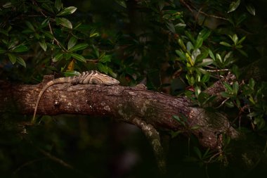 Ormandaki kertenkele. Sürüngen Siyah İguana, siyah taşın üzerinde oturan Ctenosaura similileri. Doğadan vahşi hayvan sahnesi. Kosta Rika 'nın doğasından bir hayvan, Cano Negro Reserve.