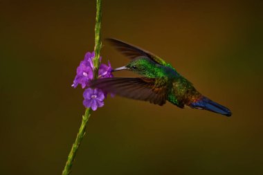 Mavi menfezli sinekkuşu, Saucerottia Hoffmanni, doğada açan pembe çiçekten nektar emen kuş. Kosta Rika 'daki Rio Tarcoles bahçesinde sinekkuşu beslenme davranışı. Tropik doğa, vahşi yaşam.