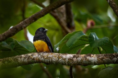 Kosta Rika 'dan Trogon. Siyah başlı trogon, trogon melanocephalus, sarı ve koyu mavi tropikal kuş ormanda ince bir dalda oturuyor, Carara NP, Kosta Rika. Doğadan vahşi yaşam sahnesi.