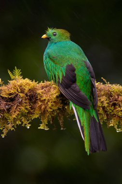 Tropik vahşi yaşam, kuş uçuşu. Saygıdeğer Quetzal. Saygıdeğer Quetzal, Pharomachrus mocinno, yeşil orman geçmişi olan Kosta Rika 'dan. Tropik kuş. Muhteşem kutsal yeşil kuş, doğa ormanı..