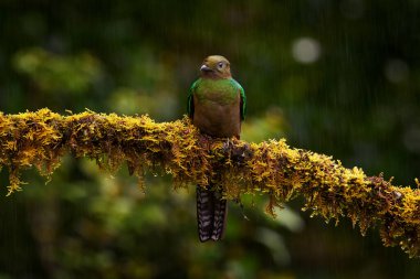 Kadın Resplendent Quetzal, Pharomachrus mocinno, Kosta Rika 'da Savegre, arka planda yeşil orman. Muhteşem kutsal yeşil ve kırmızı kuş. Saygıdeğer Quetzal ile eylem anı.