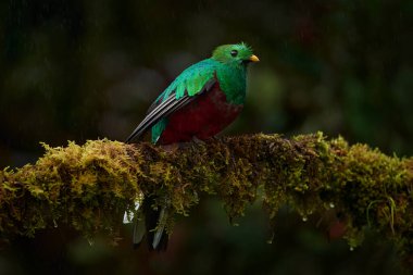 Karanlık tropik ormanda Quetzal, Pharomachrus mocinno, doğadan Panama. Muhteşem kutsal yeşil ve kırmızı kuş. Panama 'dan vahşi yaşam sahnesi. Orman ortamında saygın Quetzal.