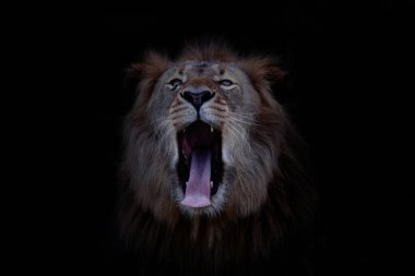 Genç aslan yürüyüşü, Khwai nehri, Botswana, Afica. Doğadaki büyük kediler, Botswana doğası. Doğadaki hayvan davranışları. Aslan. Vahşi kedili altın çimenler.