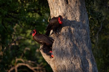 Hornbill ağacı yuvası, karanlık orman, Moremi, Botswana. Siyah ve kırmızı kuş. Güneyli kara borazanı, Bucorvus Leader Beateri, dünyanın en büyük boynuz gagası. Uçuş fotoğrafçılığı, uçan kuş. Afrika vahşi yaşamı.