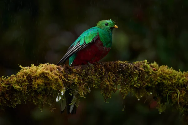 Karanlık tropik ormanda Quetzal, Pharomachrus mocinno, doğadan Panama. Muhteşem kutsal yeşil ve kırmızı kuş. Panama 'dan vahşi yaşam sahnesi. Orman ortamında saygın Quetzal.