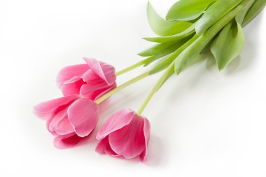 Beyaz arkaplanda pembe laleler