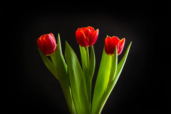 Red tulips on black background — Stock Photo, Image