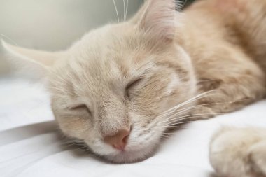 Evcil bir kedinin tatmin olmuş yüzü. Kedi yatağın üzerinde uyuyor. Evcil hayvanlara bakma kavramı