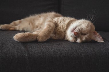 Tatmin olmuş komik evcil kedi. Kedi gri kanepede uyuyor. Evcil hayvan kavramı. Ev konforu.