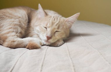 Uykulu kırmızı evcil kedi. Kedi kahverengi yatağın üzerinde uyuyor. Evcil hayvan kavramı. Ev konforu.