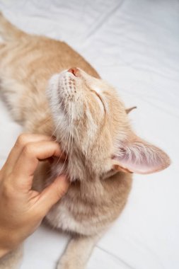 Kadının eli kırmızı bir kediyi okşuyor. Evcil bir kedinin tatmin edici yüzü. Evcil hayvanlara bakma kavramı.