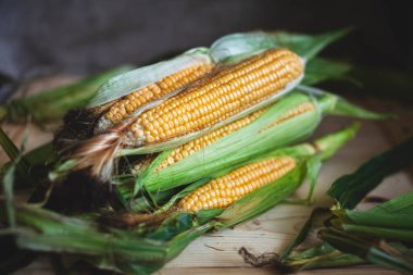Koyu bir arka planda, tahta bir masada mısır. Hasat. Kırsal biçim