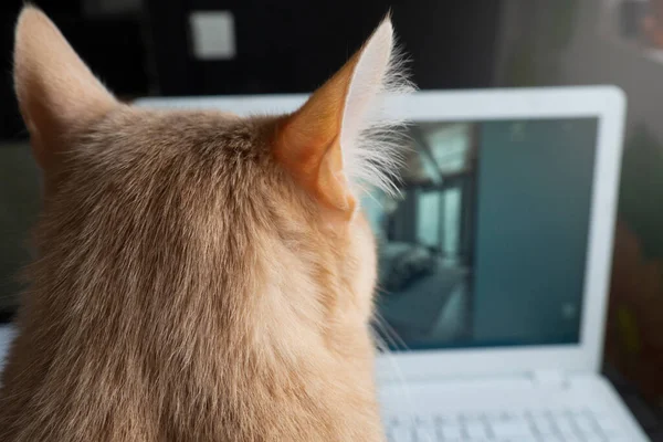 Kızıl kedi yüzünü netbook ekranına dönerek izleyiciye döndü. Bilgisayarda çalışmayı engelleyen kediler.