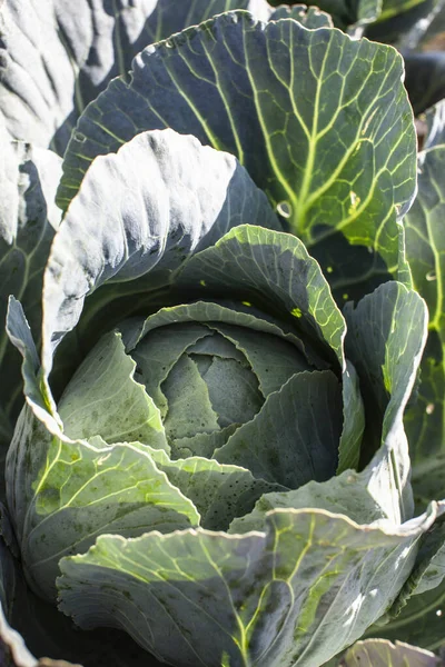 Parlak zıt ışıkta yeşil lahana. Çiftçilik ve hasat. Bahçeye bitki ekiyorum.